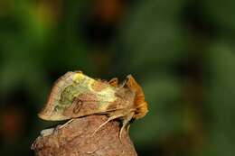 Image of Cryptic Burnished Brass