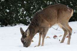 Image de Capreolus Gray 1821