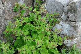 Image of common burdock