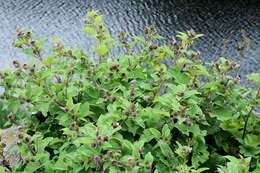 Image of common burdock