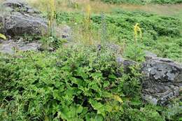 Image of common burdock