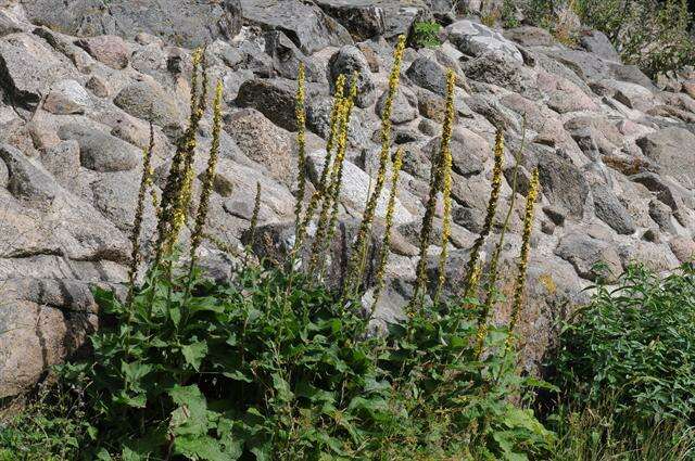 Image of mullein