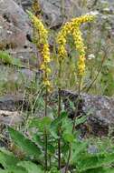 Image of mullein