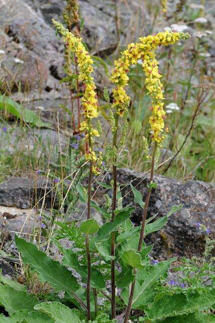 Image of mullein