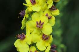 Image of mullein