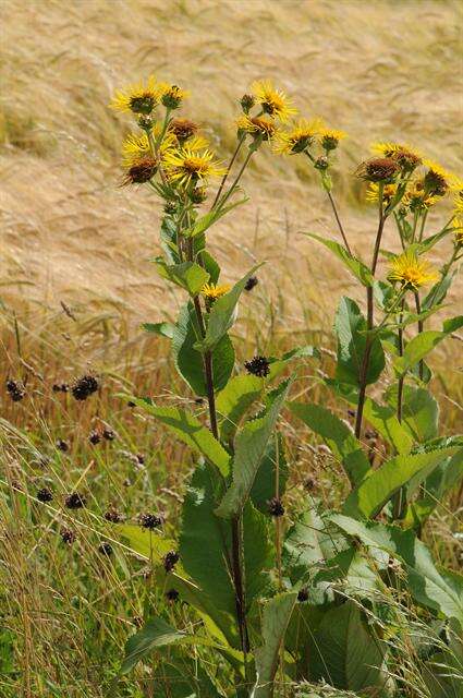 Plancia ëd Inula