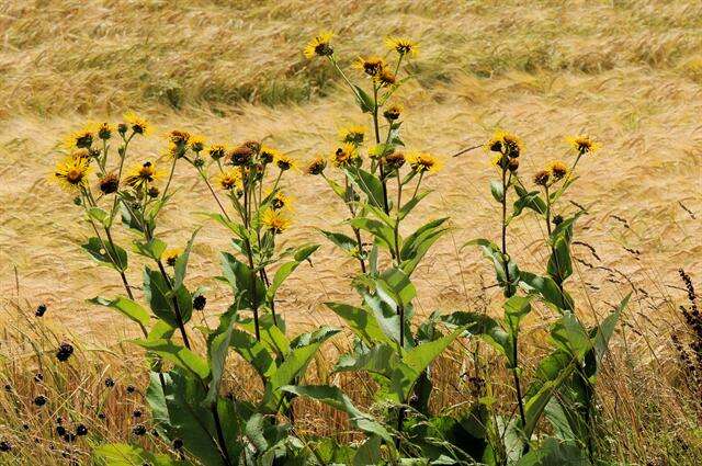 Plancia ëd Inula