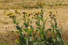 Plancia ëd Inula