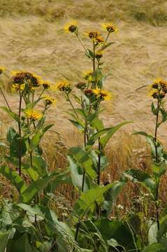 Inula resmi