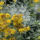 Image of dusty miller