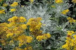 Image of Silver Ragwort