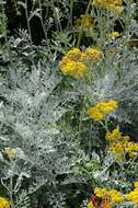 Image of dusty miller