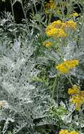 Image of dusty miller