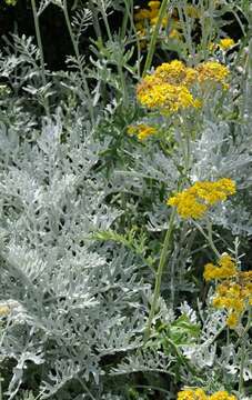 Image of Silver Ragwort