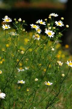 Image of mayweed