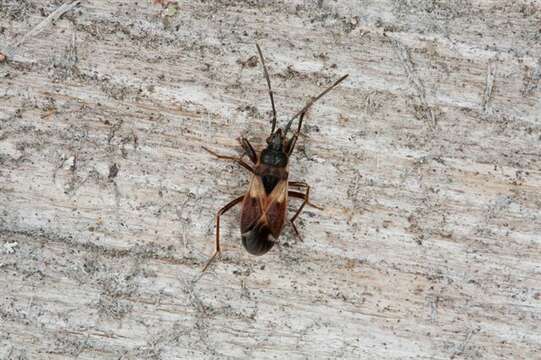 Plancia ëd Eremocoris abietis (Linnaeus 1758)