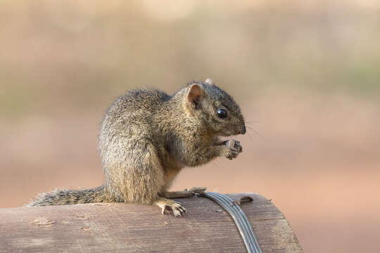 Image of Ochre Bush Squirrel