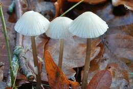 Image of Milk-drop mycena