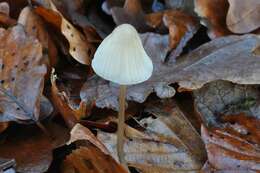 Image of Milk-drop mycena