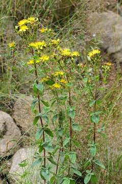 Image of spotted St. Johnswort