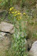 Image of spotted St. Johnswort