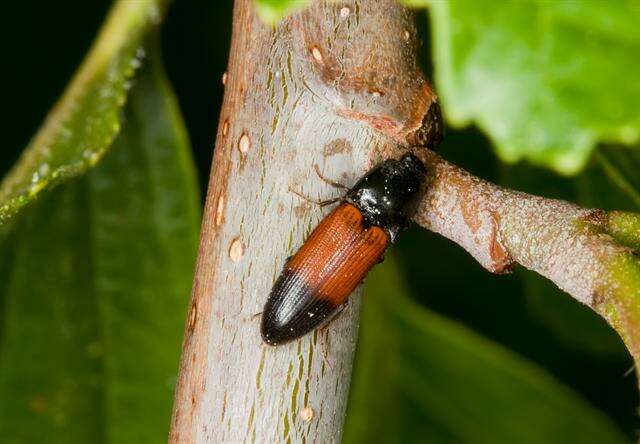 Image of <i>Ampedus balteatus</i>