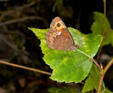 Image of Alpines