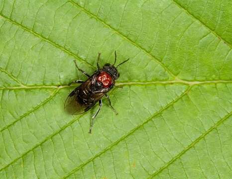 Image of <i>Eriocampa ovata</i>