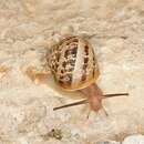 Image of Garden snail