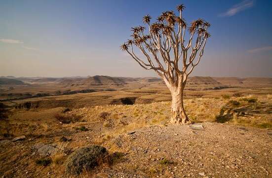 Image of Tree Aloes