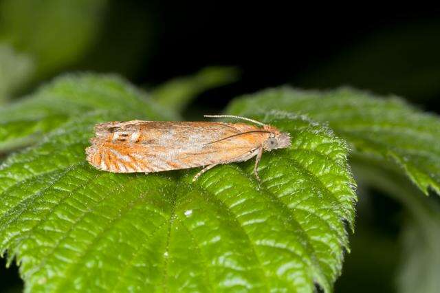 Image of Lathronympha