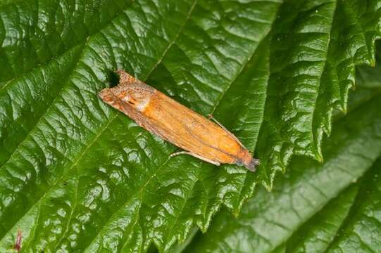 Image of Lathronympha