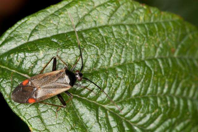 Adelphocoris seticornis (Fabricius 1775)的圖片