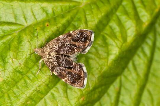 Image of metalmark moths