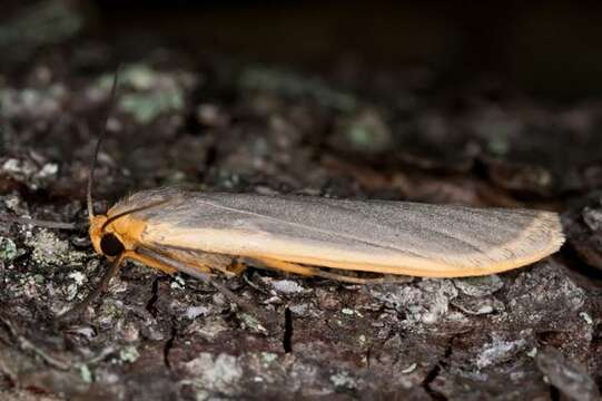 Image of common footman