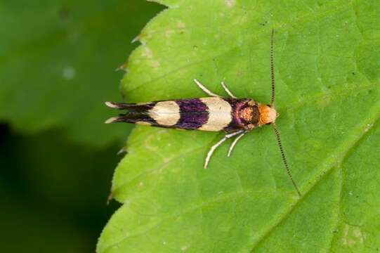 Image of yucca moths