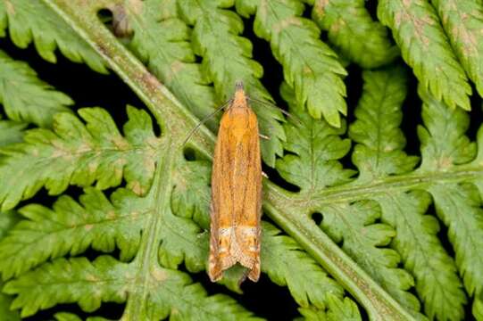 Image of Lathronympha