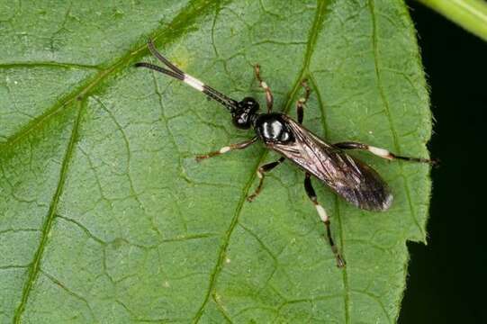 Sivun Cratichneumon versator (Thunberg 1822) kuva