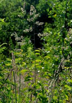 Image of Cocksfoot or Orchard Grass