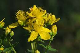 Image of spotted St. Johnswort