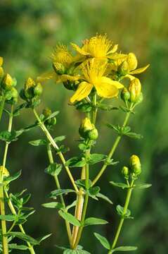 Image of spotted St. Johnswort