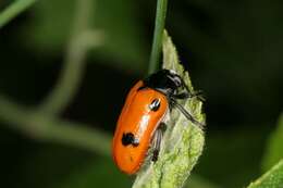 Image of <i>Clytra quadripunctata</i>