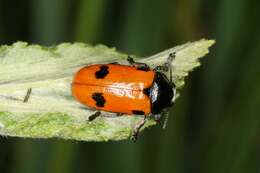 Image of <i>Clytra quadripunctata</i>