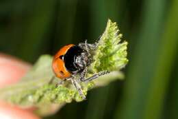 Image of <i>Clytra quadripunctata</i>