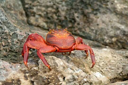 Image de Grapsus Lamarck 1801