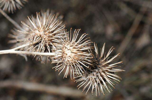 Image of Arctium nemorosum Lej.