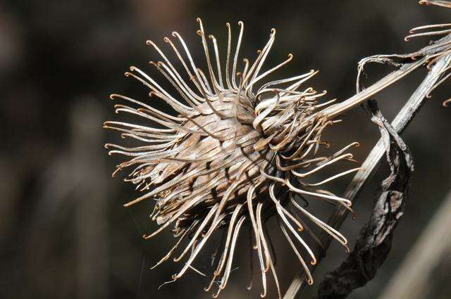 Image of Arctium nemorosum Lej.