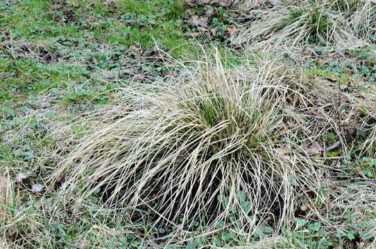 Image of hairgrass