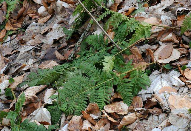 Image of broad buckler-fern