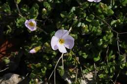 Imagem de Aubrieta erubescens Griseb.